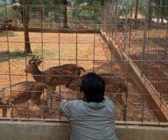 Rusa Totol