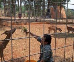 Rusa Totol