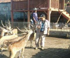 Rusa Totol