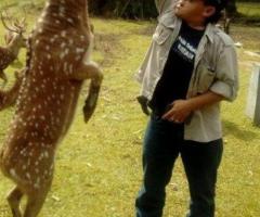 Rusa Totol